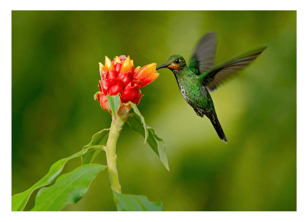Fliegender Kolibri