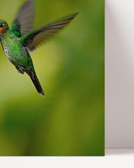 After Hover: Flying hummingbird