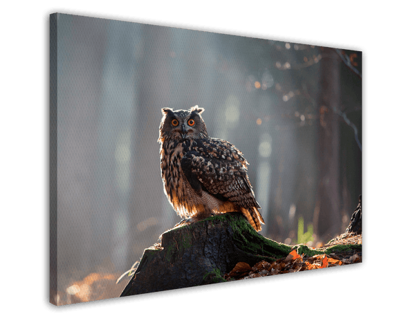 Eule im Wald