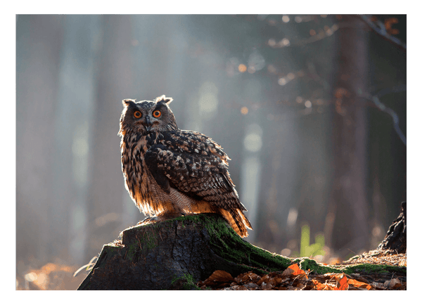 Eule im Wald