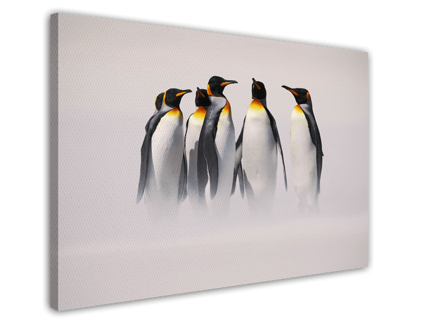Familie von Königspinguinen - Wildtier Fotografie