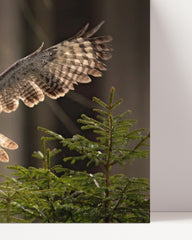 After Hover: Flying Owl