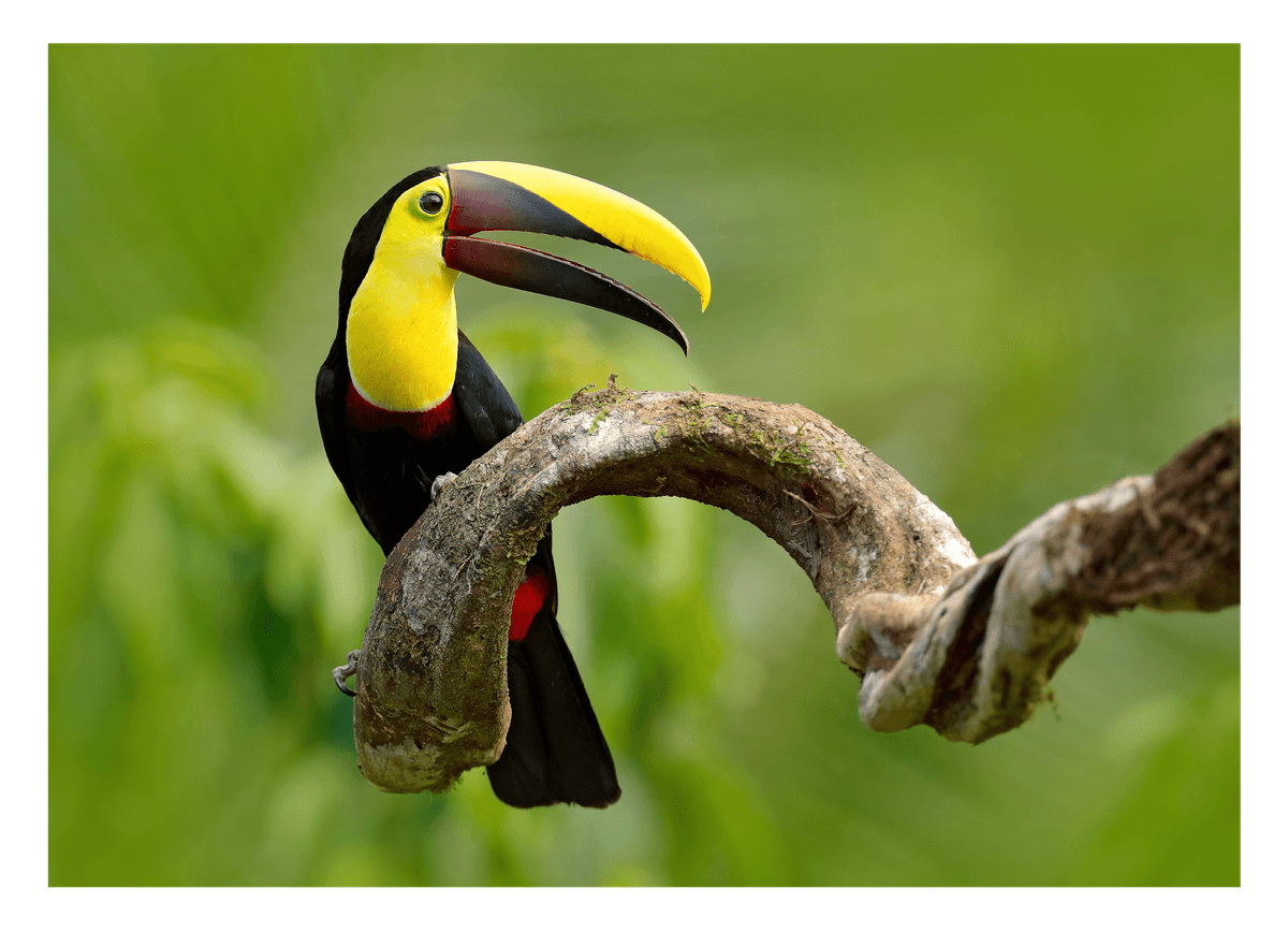 Tukan Vogel Fotografie - Grüner Regenwald