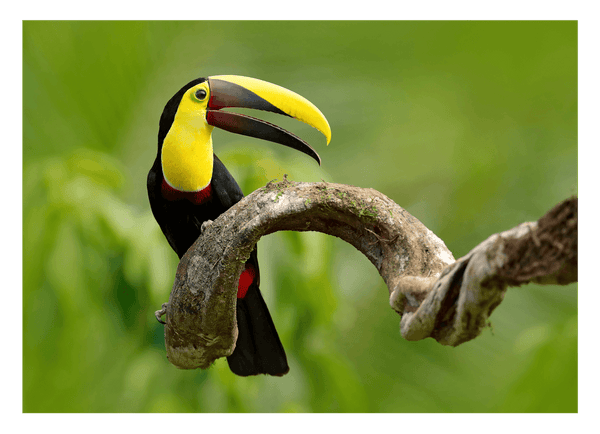 Tukan Vogel Fotografie - Grüner Regenwald