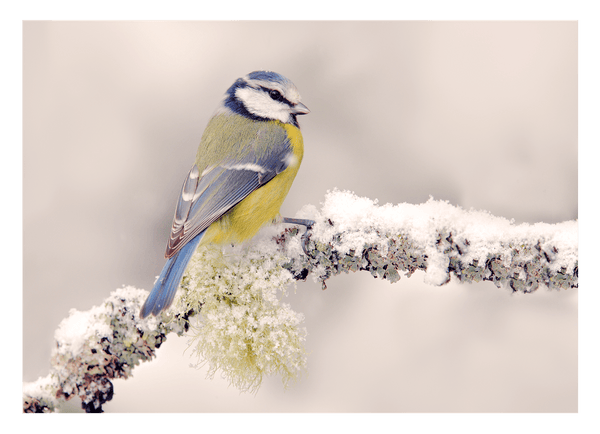Vogel in Winterlandschaft