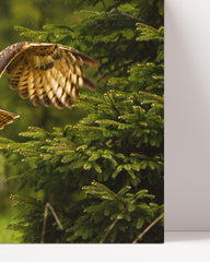 After Hover: Flying Owl