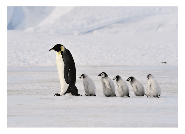 Pinguin-Mama mit Küken