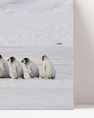 After Hover: Penguin mother with chicks
