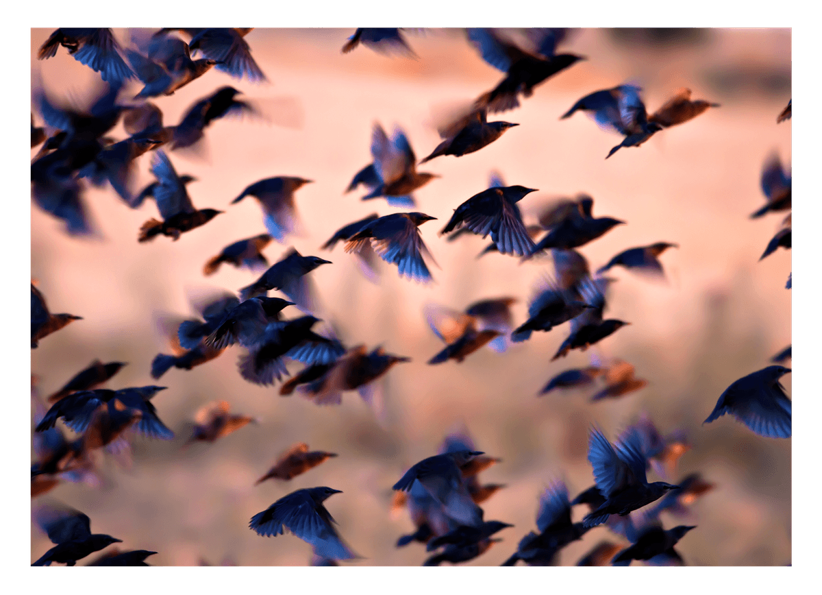 Kolibri-Schwarm