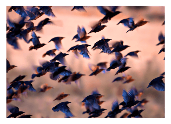 Kolibri-Schwarm
