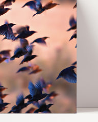 After Hover: Hummingbird swarm