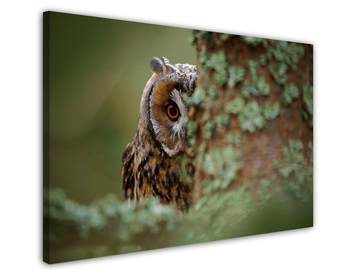 stretched-canvas