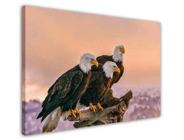 Adler in Natur