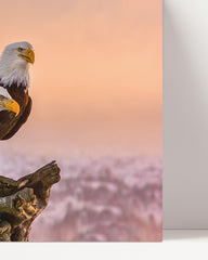 After Hover: Eagles in nature