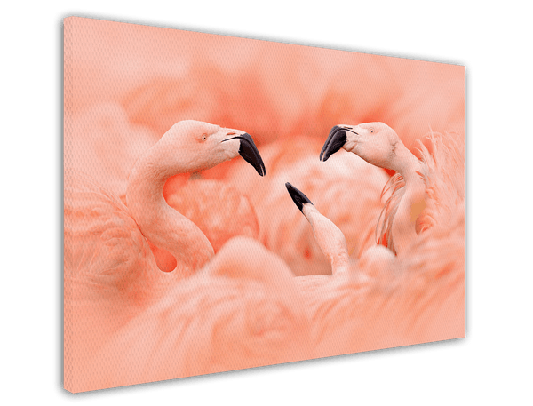 Flamingos