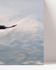 After Hover: Flying bald eagle