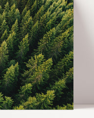 After Hover: Fir forest from above