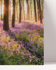 After Hover: Flower meadow in the forest