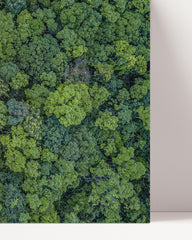 After Hover: Tree canopies from above