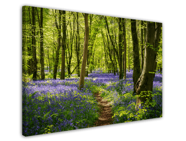 Violette Blumen im Wald - Natur Fotografie