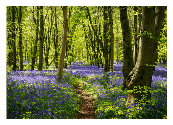 Violette Blumen im Wald - Natur Fotografie