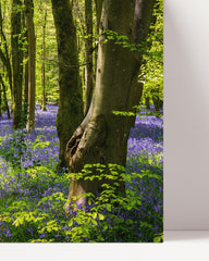 After Hover: Purple flowers in the forest - nature photography