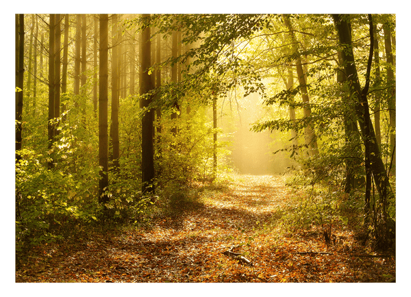 Wald