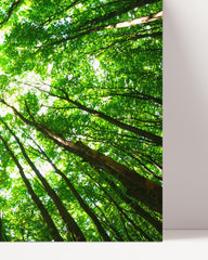 After Hover: Tree canopies from below