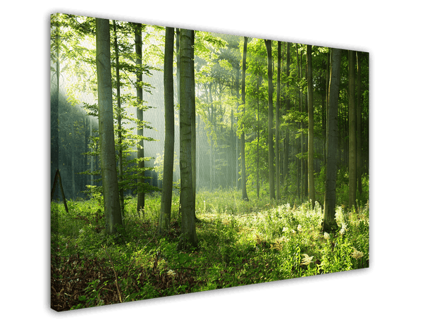 Wald-Landschaft