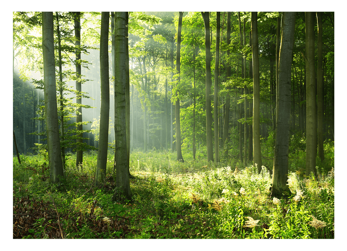 Wald-Landschaft