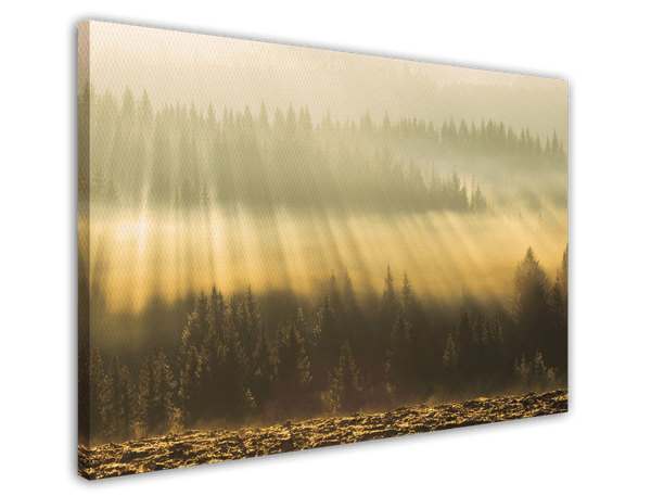 Sonnenstrahlen am Wald