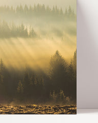 After Hover: Sunbeams on the forest