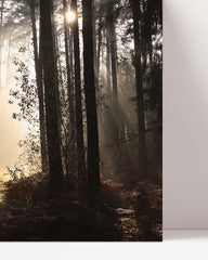 After Hover: Forest photography with sunbeams