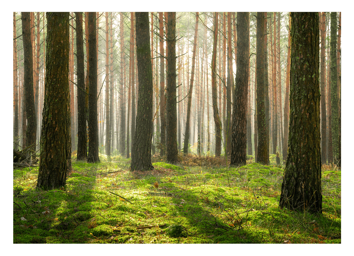 Wald
