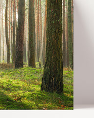 After Hover: Forest