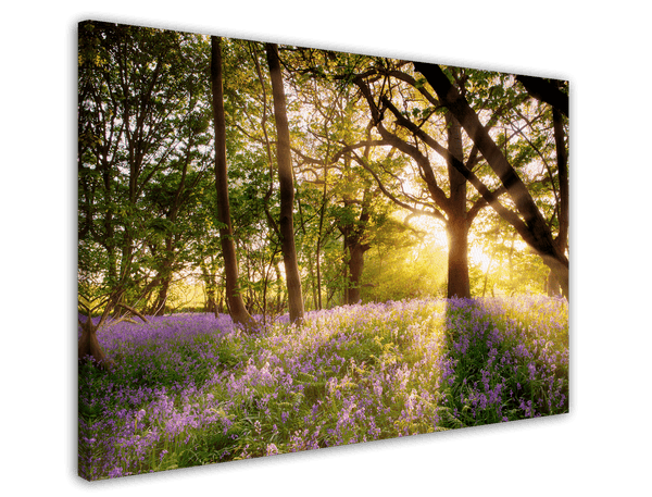Blumen im Wald auf sonniger Lichtung