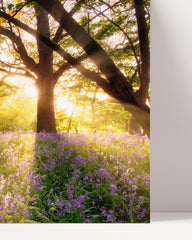 After Hover: Flowers in the forest in a sunny clearing