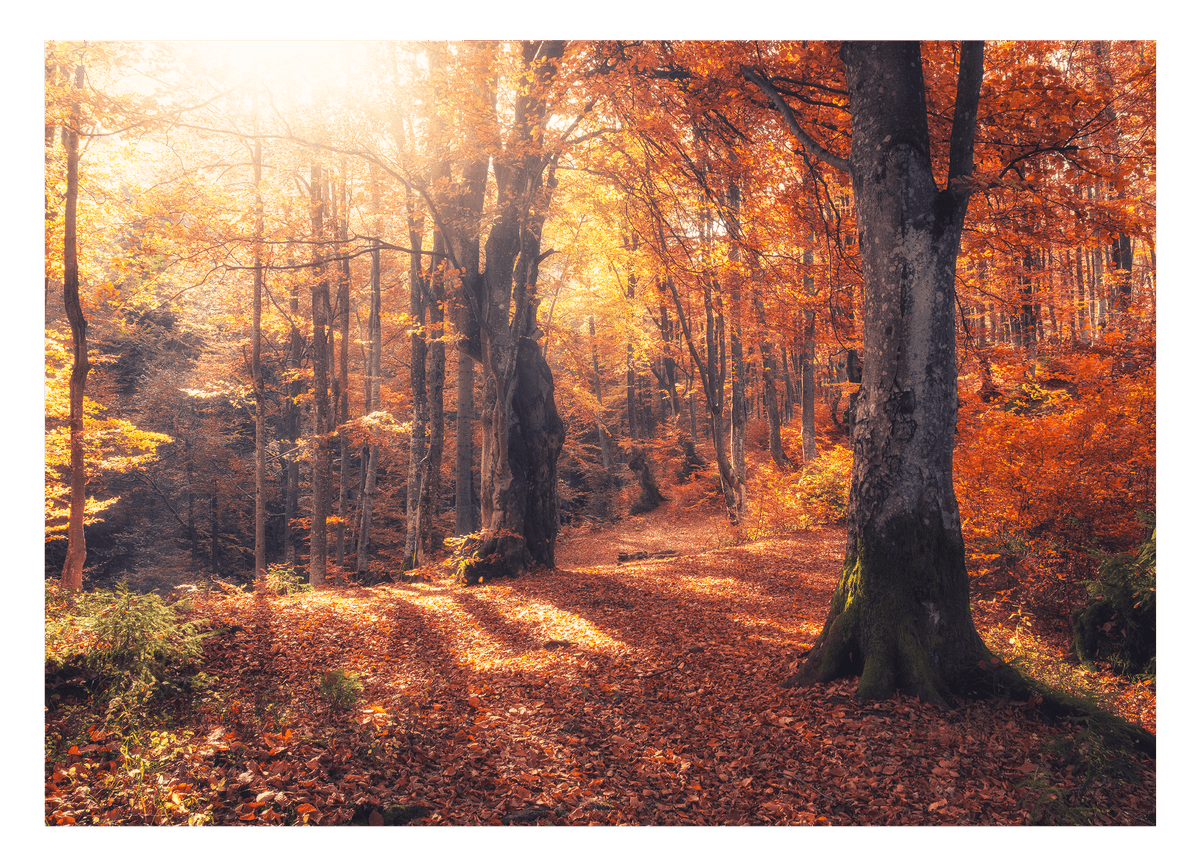 Herbstbäume