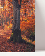 After Hover: Autumn trees