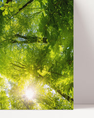 After Hover: treetops