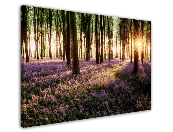 Blumenmeer im Wald