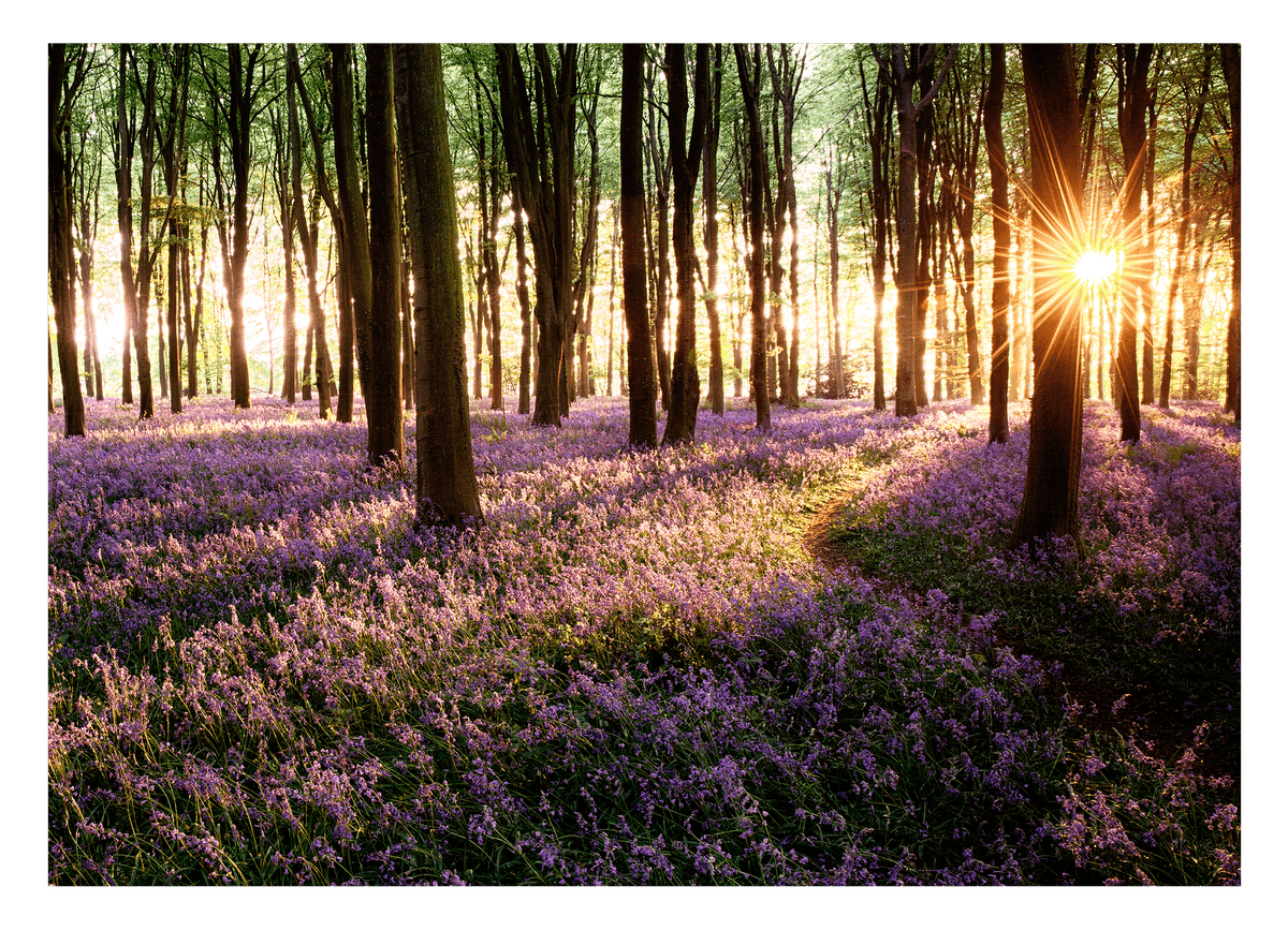 Blumenmeer im Wald