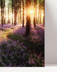 After Hover: Sea of ​​flowers in the forest