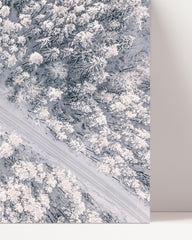 After Hover: Forest canopy in winter
