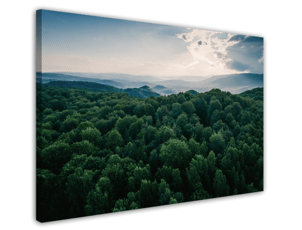 Sonne über grünem Wald von oben