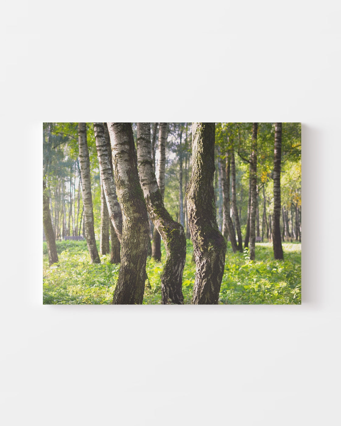 stretched-canvas