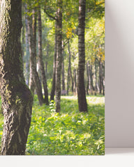 After Hover: Birches