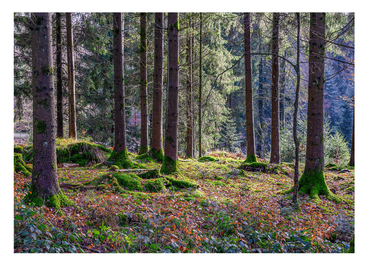 Wald