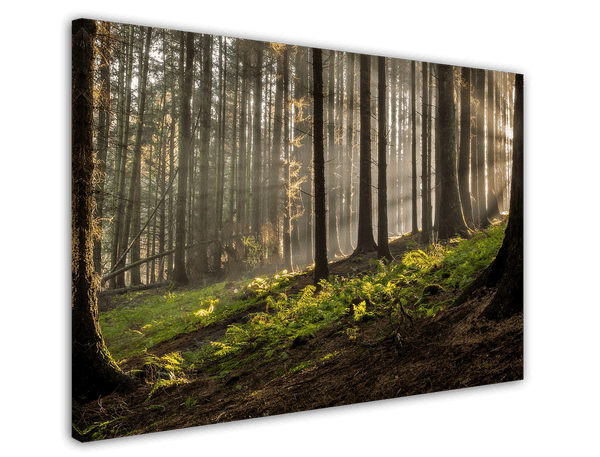 Wald