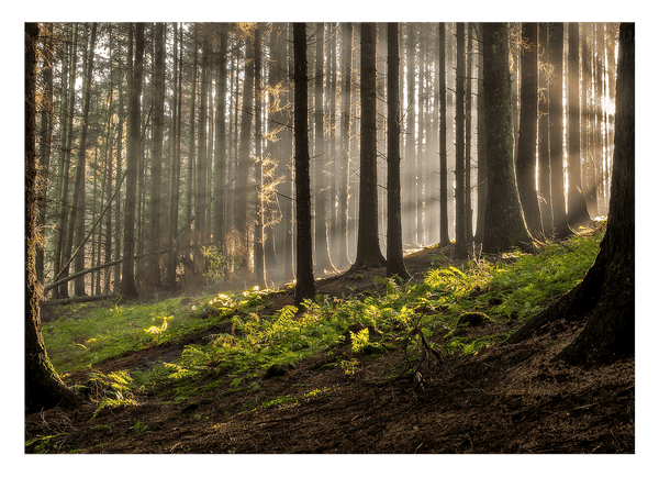 Wald